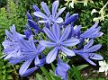 2010-0803_1400_Agapanthus_21,1C